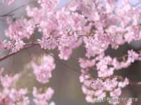 海南久鸿实业有限公司