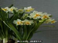 海南久鸿实业有限公司