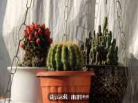 海南久鸿实业有限公司