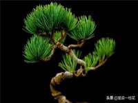 海南久鸿实业有限公司